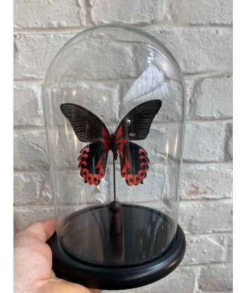 Cloche en verre avec papilio rumanzovia Dans la société mordern