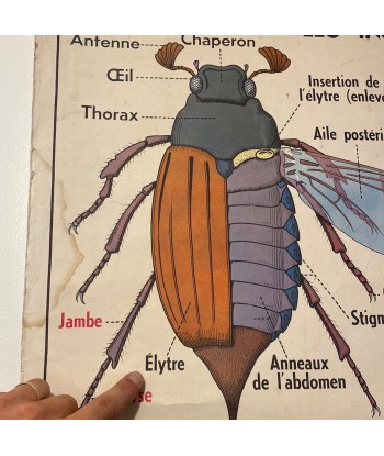 Disque d’Elytres de scarabées sous cadre Véritable concentré