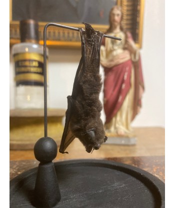 Chauve-souris pipistrellus imbricatus sous globe de la marque