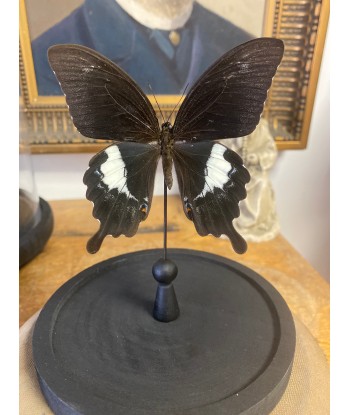 Papillon papilio fuscus sous globe pas cher 