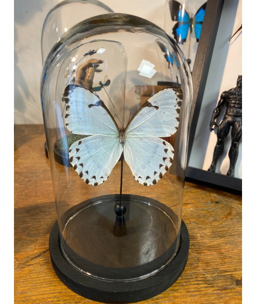 Papillon morpho catenarius sous globe suggérées chez