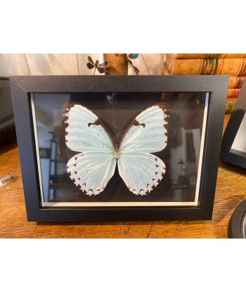 Cadre papillon « morpho catenarius » la chaussure