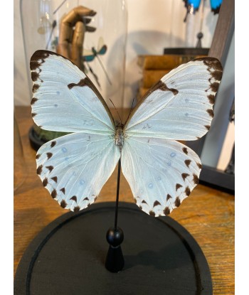 Papillon morpho catenarius sous globe suggérées chez