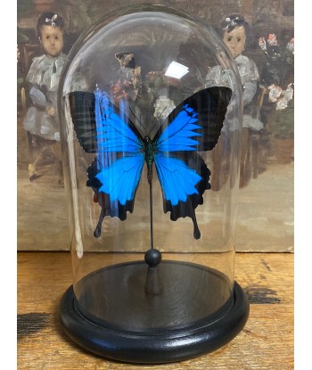 Papillon papilio Ulysses sous globe ouvre sa boutique