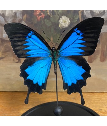 Papillon papilio Ulysses sous globe ouvre sa boutique