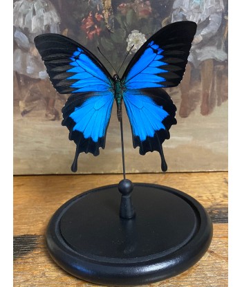 Papillon papilio Ulysses sous globe ouvre sa boutique