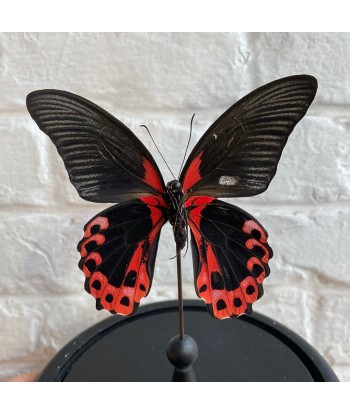 Cloche en verre avec papilio rumanzovia Dans la société mordern